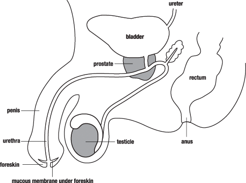 Male Reproductive System | Free Images at Clker.com - vector clip art