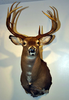 Taxidermy Clipart Image