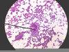 Lactobacillus Bulgaricus Slide Image