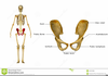 Body Clipart Form Medical Image