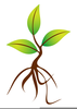 Sprout Clipart Image