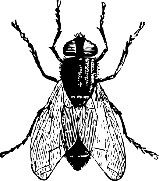 bug clip art free black and white - photo #28