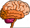 Brain Clipart Royalty Free Image