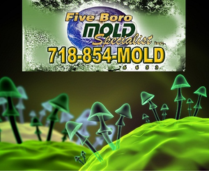 Nycmoldremovalservices Image