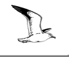 Clipart Seagull Pictures Image