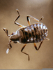 Roger Key Insects Image