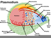 Plasmodium Falciparum Labeled Image