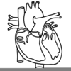 Circulatory System Clipart Free Image
