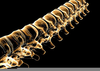 Spinal Cord Wallpaper Image
