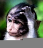 Confused Monkey Computer Image