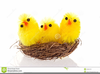 Free Clipart Easter Chicks Image