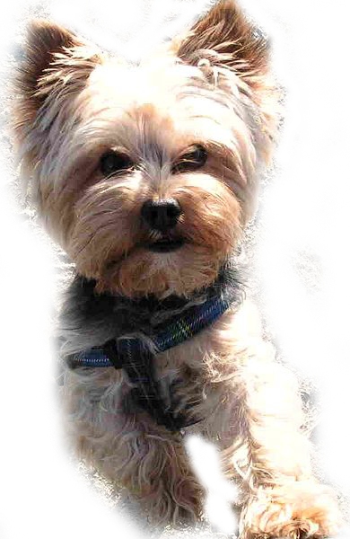 Yorkshireterrier | Free Images at Clker.com - vector clip art online