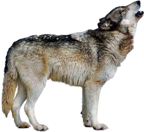 clipart wolf pictures - photo #11