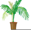 Palm Clipart Image