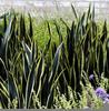 Sansevieria Black Sword Image