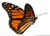 Monarch Clipart Image
