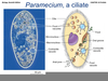 Protist Cell Organelles Image