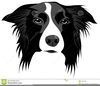 Border Collie Clipart Free Image