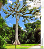 Royalty Free Clipart Of Trees Image