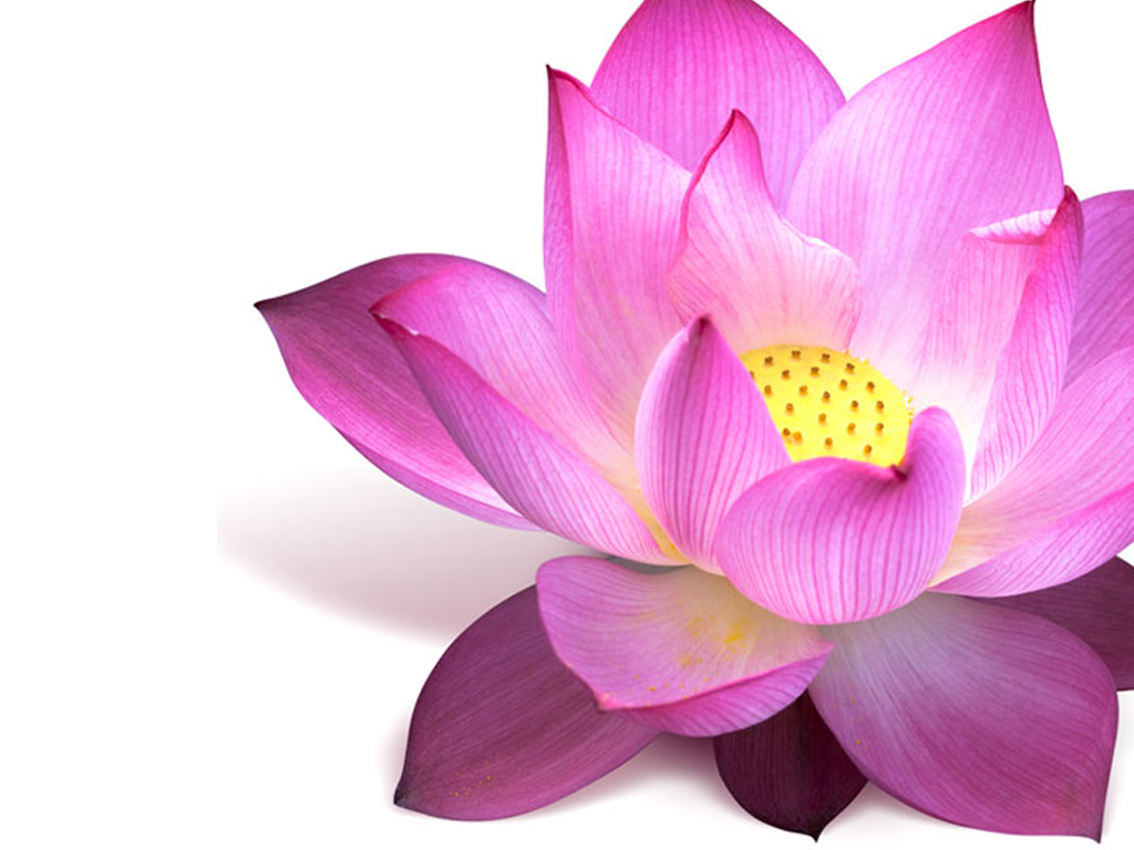 image clipart lotus - photo #45