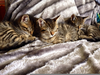 Toyger Cat Adoption Image