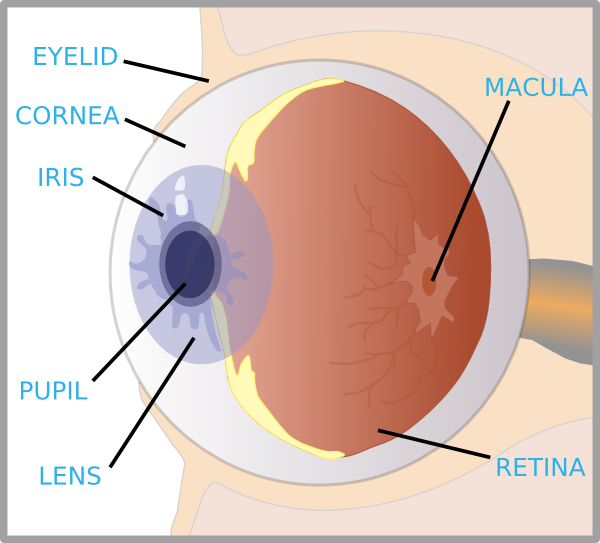 eye diagram labeled. Eye With Labels clip art