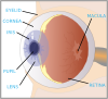 Eye With Labels Clip Art