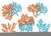 Clipart Of Coral Image