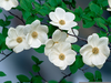 Free Clipart Dogwood Blossoms Image