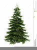 Free Clipart Spruce Trees Image