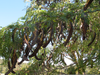 Carob Tree Flowers Image