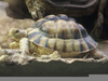 Egyptian Tortoise Pets Image