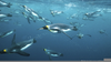 Penguin Underwater Speed Image
