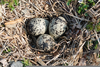 Barred Owl Eggs Image
