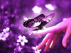 Purple Butterfly Image