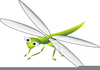Pictures Bugs Clipart Image