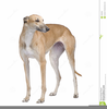 Greyhound Clipart Image