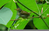 Common Tailorbird Habitat Image