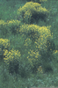 Brassica Nigra Tree Image