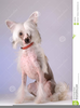 Chinese Crested Dog Clipart Image
