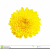 Chrysanthemum Mouse Clipart Image