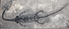 Marine Reptile Fossils Image