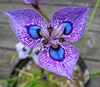 Peacock Flower Iris Image