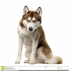 Clipart Alaskan Husky Image