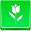 Free Green Button Tulip Image