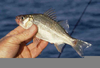 White Perch Image