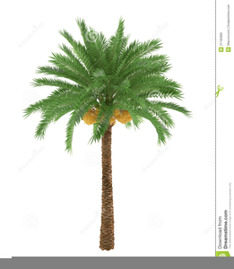Palm Tree Black And White Clipart Image