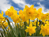 Animated Daffodils Clipart Image