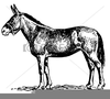 Free Clipart Of A Mule Image