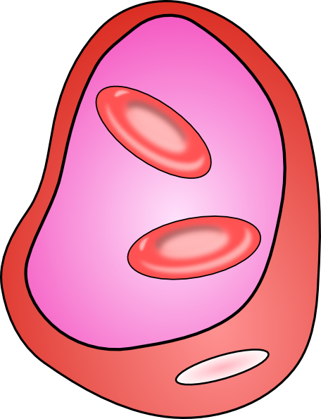 clipart red blood cell - photo #2